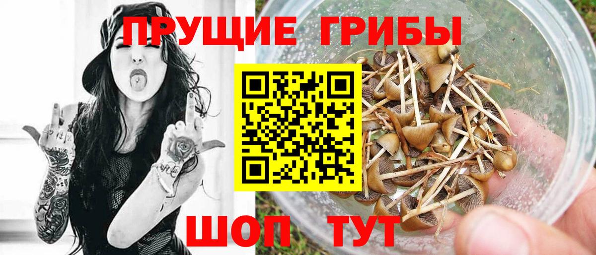Псилоцибиновые грибы Psilocybe Баксан