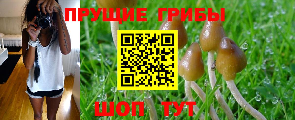 Галлюциногенные грибы Psilocybe  Вход с VPN  Баксан 
